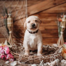 Labrador Retriever Puppies from Prince Labradors