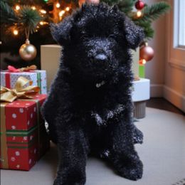 Mr White - Black male German Shepherd puppy in Newaygo, Michigan from Sterley Shepherds