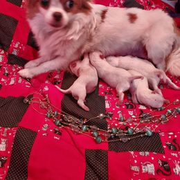 Shimmer - Chihuahua