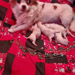 Shimmer - Chihuahua