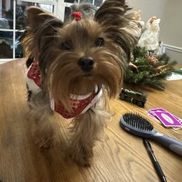 Yorkshire Terrier Puppies from Cuddles of Cuteness
