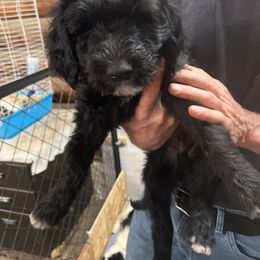 Emilio - Black and white Sheepadoodle puppy in Eleva, Wisconsin from Molly’s Doodles