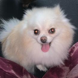Tila - Cream female Pomeranian puppy in Los Angeles, California from Lucky Poms of LA