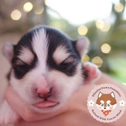 Taro - Black and white male Pomsky puppy in Trenton, Texas from Blissful Paws Pomskies