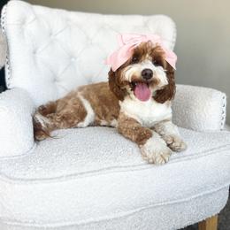 Harley - Goldendoodle
