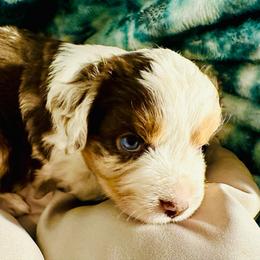 Copper - Red merle male Miniature Australian Shepherd puppy in Hagerstown, Maryland from Renegade Kennels