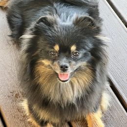 Gamora - Pomeranian