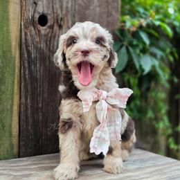 Cheyenne - Merle female Goldendoodle puppy in Centreville, Mississippi from Trin's Designer Doodles