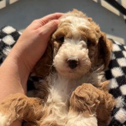 Assorted Doodle Crosses, Goldendoodle, Labradoodle, and Poodle Puppies from Ruff Country Doodles