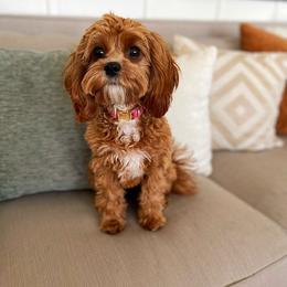 Cavapoo and Cockapoo Puppies from SunnySide Mini Doodles