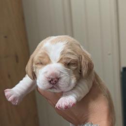 Sunny - Tan and white male Beagle puppy in Baltimore, Maryland from Country Acres Farm
