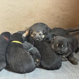 Girl 2 - Black and tan female German Shepherd puppy in Custer County, South Dakota from Legacy German Shepherds