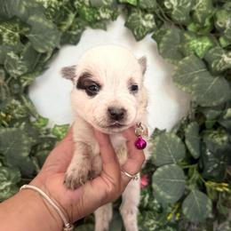 Miss Magenta (AKC) - Red mottled female Australian Cattle Dog puppy in Sahuarita, Arizona from A2 Australian Cattle Dogs