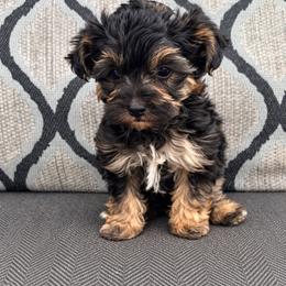 Boy 1 - Black and tan male Yorkipoo puppy in Ludlow, Missouri from Countryside Doodles and Mohr