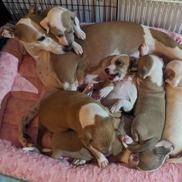 Italian Greyhound Puppies from Alura Italian Greyhounds