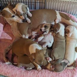 Italian Greyhound Puppies from Alura Italian Greyhounds