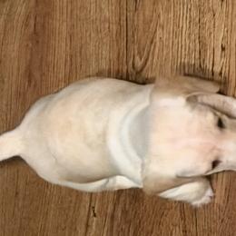 Dachshunds and French Bulldogs from Witchy Woman’s Wiener’s