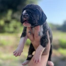 Lingini - Brindle male Great Dane puppy in Lehigh Acres, Florida from Florida Wrinkles