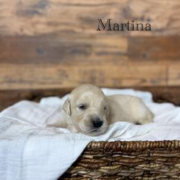 Martina - Golden female Golden Retriever puppy in Fruitland, Idaho from Bethel Retrievers