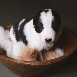 Moto moto - Black and white male Border Collie puppy in Fresno, California from Alpine Tails