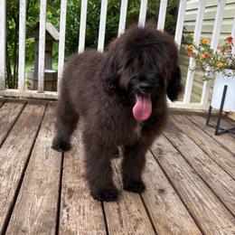 Girl 1 - Black female Double Doodle puppy in Jonesborough, Tennessee from Dry Creek Siberians
