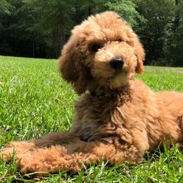 Goldendoodles and Labradoodles from Mixon Farm Doodles