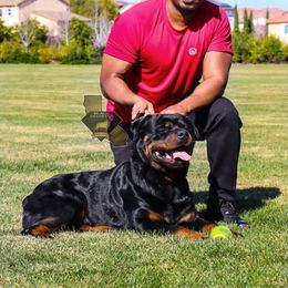 Breeder's choice 1st pick male - Black and mahogany male Rottweiler puppy in Antioch, California from Black Diamond Excellence rottweiler kennel
