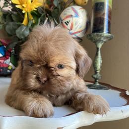 Girl 4 - Chocolate female Shih Tzu puppy in Troy, Michigan from "Shihtzu Best Friend"