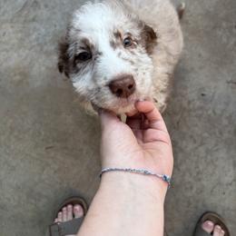 Aussiedoodle, Australian Shepherd, and Poodle Puppies from Love my doodles/ Aussiedoodle love