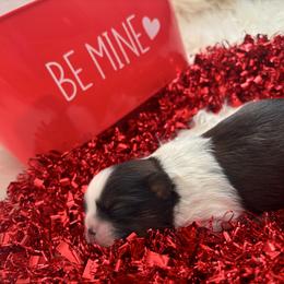 Koda - Tricolor male Shih Tzu puppy in Avondale, Arizona from Riley Family Shih Tzus