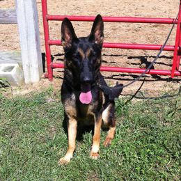German Shepherds from Tatum Kennels