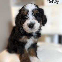 Honey - Tri-color female Bernedoodle puppy in Valdese, North Carolina from Doodling All Day Goldendoodles