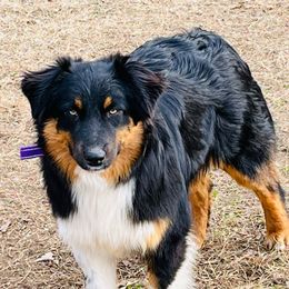 Tiana - Australian Shepherd