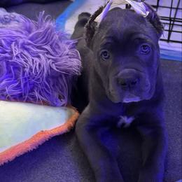 Light pink collar - Gray female Cane Corso puppy in Rochester, New York from Forbidden Fruits Kennels