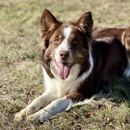 Sydney - Border Collie