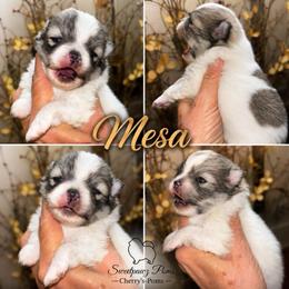 Mesa - Tri-colored female Pomeranian puppy in Odessa, Texas from Cherry's Poms