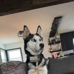 Muffin - Pomsky