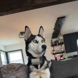 Muffin - Pomsky