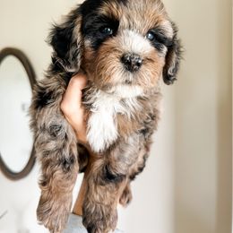 Cockapoo Puppies from Cockapoo puppies and co.