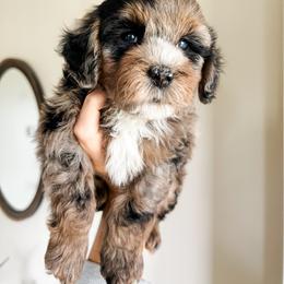 Cockapoo Puppies from Cockapoo puppies and co.