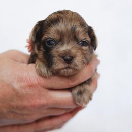 Tilly - Liver female Shihpoo puppy in Nickelsville, Virginia from The Teddybear Shihpoo
