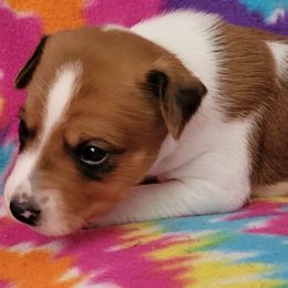 FLYNN Red and White Sable Puppy Boy. - Red white and sable male Rat Terrier puppy in Concord, California from Dal Cais Rat Terriers
