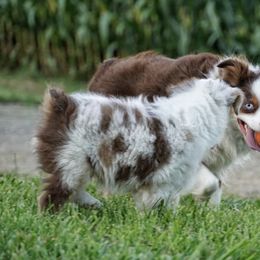 Australian Shepherds from Miracle Meadows Aussies