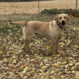 Renegade - Labrador Retriever