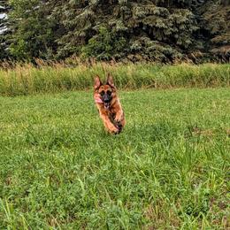 Lela Vom Naisshof - Black and red female German Shepherd puppy in Kingsley, Michigan from Legacy German Shepherds