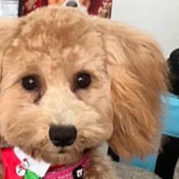 Miniature Schnauzers and Schnoodles from Schnauzers Of Taylor