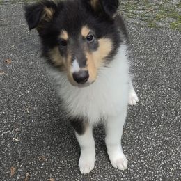 Riley - Black white and tan female Collie puppy in Buchanan, Georgia from Lacey's Lassies