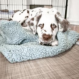 Dalmatian Puppies from Spotted Jewels Dalmatians