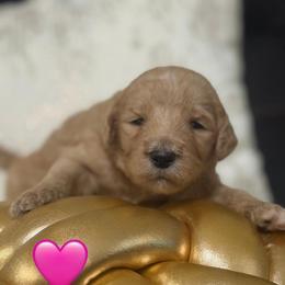 Chloe - Apricot female Goldendoodle puppy in Naples, Florida from Goldendoodles Of Naples