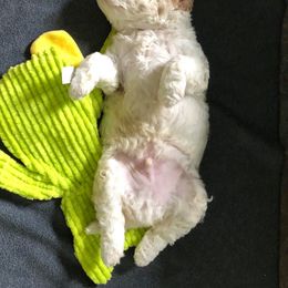 English Springer Spaniel and Lagotto Romagnolo Puppies from Horizon Lagotti Romagnoli, Keswicke English Springer Spaniels